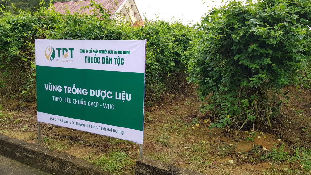 Vùng chuyên canh dược liệu theo tiêu chuẩn GACP - WHO tại Hải Dương.