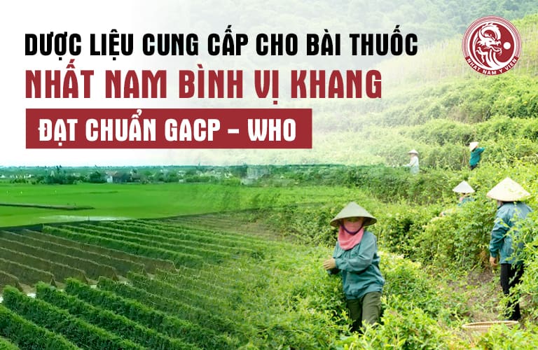 Nguồn dược liệu đạt chuẩn chất lượng sử dụng trong bài thuốc Nhất Nam Bình Vị Khang
