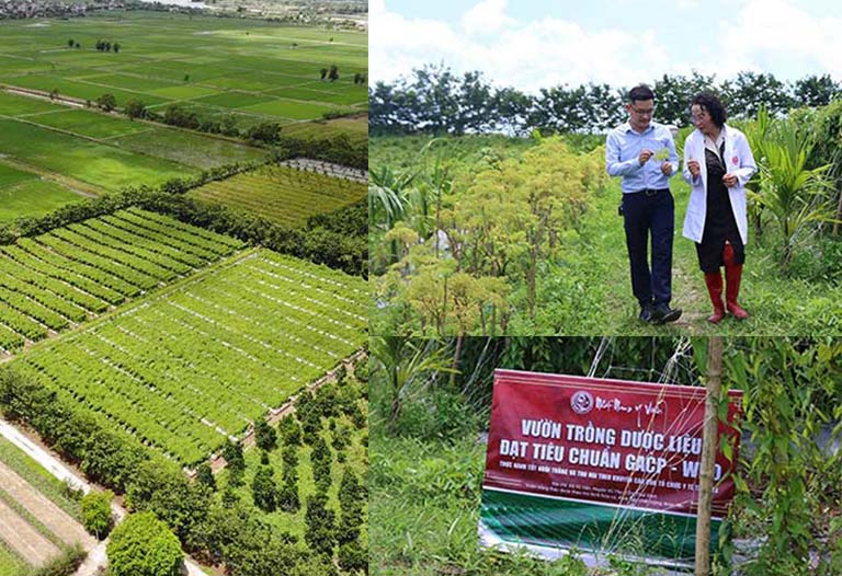 Thảo dược của bài thuốc được lựa chọn tại hệ thống vườn dược liệu chuẩn GACP-WHO