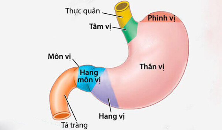 Hang vị nằm ngang nên có nguy cơ bị viêm và tổn thương cao hơn các vị trí khác